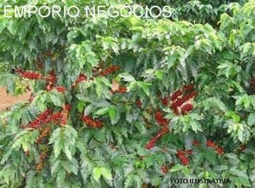 Foto 01 · Fazenda venda. Empório Negócios vende fazenda café e pecuária na região de São Sebastião do Paraíso