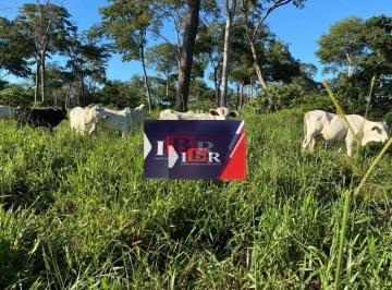 4fa6dc572d5bad6481775ebfa8ea70c1dbfff0ea · Fazenda em Alcinópolis MS