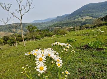 Rural de 1 quarto, Igrejinha · Sítio de 3,5 Hectares em Igrejinha/RS na Localidade de Solitária Alta
