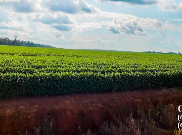 Rural , Sinop · Lavoura com 12.000 hectares | MT