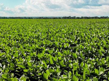 Rural , Sinop · Lavoura com 12.000 hectares | MT