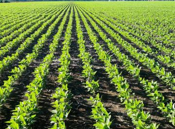 Rural , Sinop · Lavoura com 7.500 hectares | MT