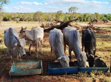 Rural · 48000m² · 2 Quartos · Chacara de 6 Hectares em Campo Grande MS com P...