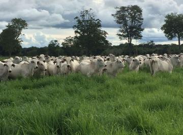 Rural de 6 quartos, Porto Alegre do Norte · Adquira a Faz. dos Seus Sonhos: 33.000 hás Pronta para Alta Produção e Pecuária!