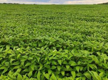 Rural · 61000000m² · FAZENDA A VENDA DE PORTEIRA FECHADA NA REGIÃO DE PIRIPIRI-PI!!!!