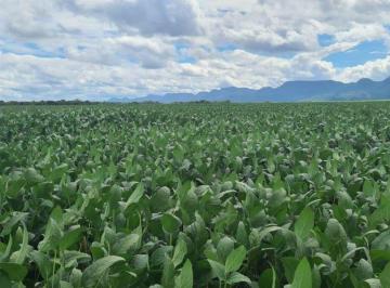 Rural · 24000000m² · FAZENDA A VENDA NA REGIÃO DE JANGADA-MT!