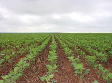 Rural · 16200000m² · Fazenda à venda porteira fechada dupla aptidão Coronel Sapucaia-MS.