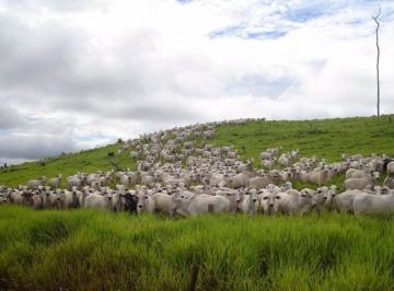 Rural · 1500000000m² · FAZENDA NA PECUÁRIA ÓTIMO PREÇO