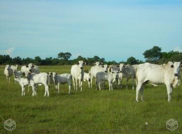 Rural · 880000000m² · FAZENDA A VENDA PORTEIRA FECHADA NA PECUARIA - MT