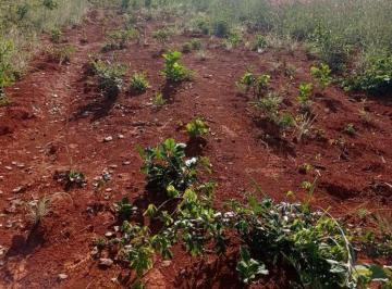 Rural · 24200000m² · FAZENDA A VENDA EM ALMAS-TO!