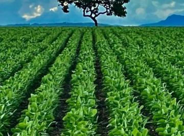 Rural · 12580000m² · FAZENDA ENTRE BRASÍLIA E GOIÂNIA-GO!!