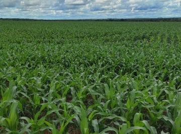 Rural · 4740000m² · FAZENDA A VENDA EM PEDRO AFONSO-TO!