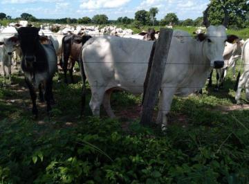 Rural · 28980000m² · FAZENDA PARA PECUÁRIA EM CUIABÁ-MT.