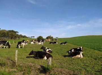 Rural · 960000m² · FAZENDA A VENDA REGIÃO DE SÃO JOSÉ DOS PINHAIS-PR!