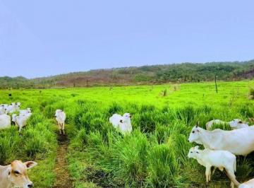Rural · 36300000m² · FAZENDA A VENDA MUNICÍPIO DE GUARANTÃ DO NORTE-MT!!
