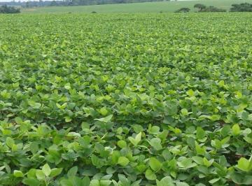 Rural · 30000000m² · FAZENDA A VENDA NA REGIÃO DE NOVA MONTE VERDE-MT