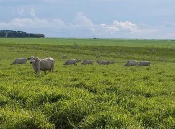 Rural · 74300000m² · FAZENDA  PARA PECUÁRIA.
