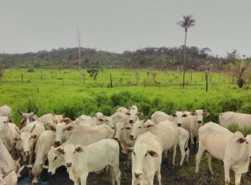 Rural · 36300000m² · FAZENDA NEGOCIO DE OPORTUNIDADE!!!