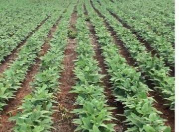 Rural · 52000000m² · FAZENDA A VENDA EM BRIANORTE-MT