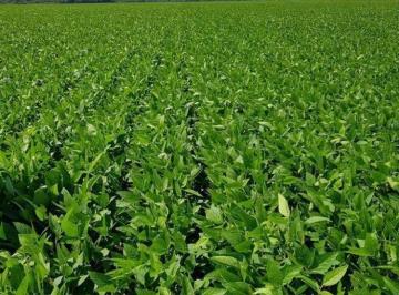 Rural · 39800000m² · VENDA | Fazenda,  em Zona Rural, Canabrava Do Norte