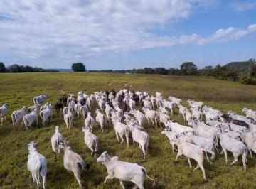 Rural de 6 quartos, Goiatins · Fazenda dos Sonhos: 18.800 ha de Potencial e Riqueza Natural em Goiatins/TO