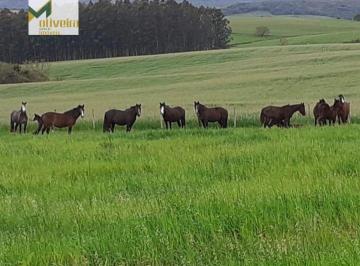 Rural · 170ha · Fazenda Lavoura para Venda em Centro São Francisco de Assis-RS