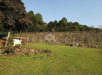 207904_i970I2lv5778_2079046154b30e41101.jpg · Vendo chácara com 2 casa e muitas árvores frutíferas na Parada Crístal em Caxias do Sul