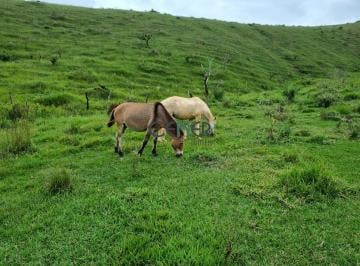 Rural · 30ha · Ótima fazendinha de 30 ha na região de Barbacena MG