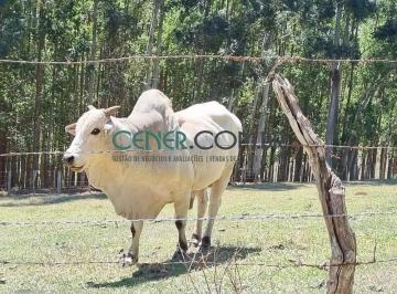 Rural · 246m² · Excelente Fazenda de 246 Ótima para agricultura e Pronta para pecuária
