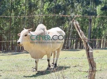 Rural · 246m² · Excelente Fazenda de 246 Ótima para agricultura e Pronta para pecuária