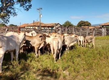 Rural · 485m² · Fazenda à Venda: Oportunidade de 485 ha para Pecuária em Localização Privilegiada