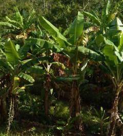 e3b38afea85a2f3c45fdac96d0118a11f14b1007 · Chácara com 4 dormitórios à venda, 3150 m² por R$ 450.000,00 - Zona Rural - Monteiro Lobato/SP