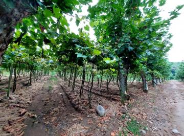 507864_iT5ve8_50786465e097cb6ef93.jpg · Terra rural 10ha.  No Vale dos vinhedos