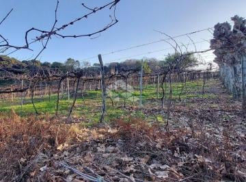 422389_iPMvI3Uzh0ysE5Y_42238964a4a829de988.jpg · Terra no vale dos Vinhedos 15 da Graciema