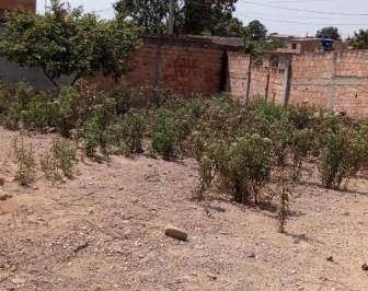 103454_134-1_154548.jpg · LOTE  DE   393m2
