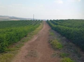 44dd11c1b19946946a522d3857c12e38.jpg · Fazenda / Sítios / Chácaras com 4 quartos à venda em Bom Sucesso, no bairro Zona Rural