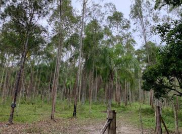 Foto 36 · Sítio com 3 nascentes de água mineral, área de 77 hectares,  em Jacupiranga - SP;