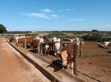 Rural de 3 quartos, Avaré · Fazenda 38 alqueires em Avaré, altamente produtiva e em plena atividade