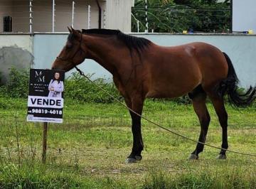 Terreno · 600m² · Terreno à venda no bairro São Sebastião - Palhoça/SC