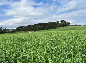 Rural , São João do Triunfo · Área São João do Triunfo