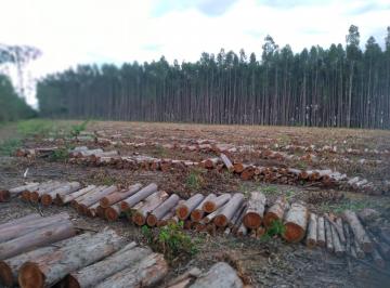 Rural de 3 quartos, Luziânia · Chácara produtiva em Luziânia Go
