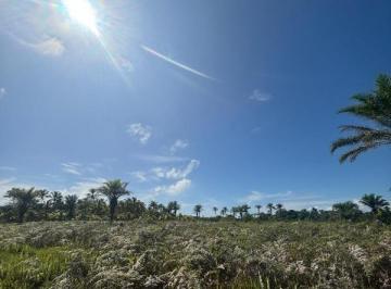 Foto 01 · Oportunidade Única: Sítio de 6,50 hectares na Ponta do Ramo, Ilhéus-BA!