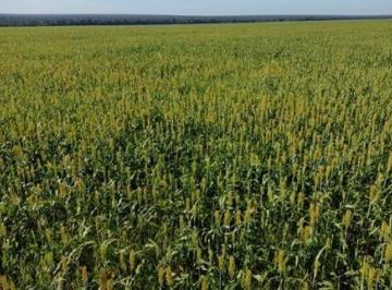 Fazenda-a-venda-Nova-Ubiratã-Mato-Grosso · Nova Ubiratã-Mato Grosso-Fazenda-a-venda-6.295-Hecatares-Contato-(22)-97401.4034