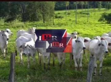 3dd081d14fd93802f5bc9d0ef02f5badc872bc4f · Fazenda em Sidrolândia - MS