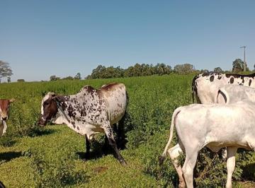 Foto 01 · Fazenda de 150 alqueires em Garça/SP, Centro: topografia boa, boa de água, 70 alqueires em pasto. Ap