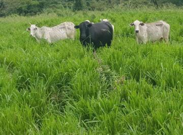 Rural · 34000000m² · FAZENDA A VENDA REGIÃO DE POXORÉU-MT!