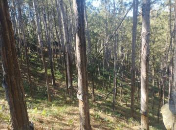 Foto 01 · FAZENDA COM PINUS A VENDA NO ESTADO DE SÃO PAULO ?? ?   Área Total: 100 Alqueires ou 242,63 Hectares