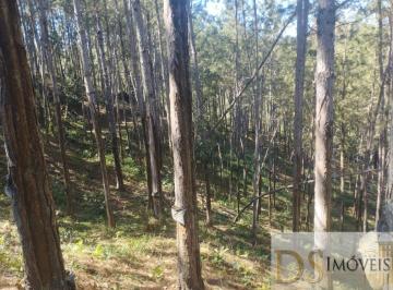 Foto 01 · Fazenda com 100 alqueires de pinus à venda em Itapirapuã Paulista/SP: oportunidade única!