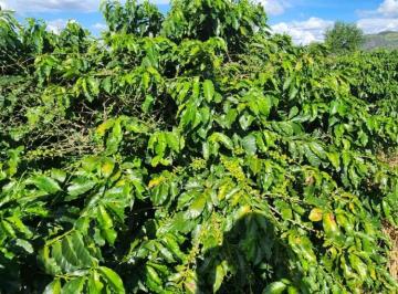 b7a28389d23c6a73bdefd14c817707b1.jpeg · Fazenda / Sítios / Chácaras com 2 quartos à venda em Santa Rita Do Sapucaí, no bairro Área Rural De 