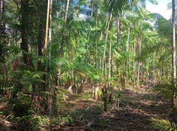 Rural , Belém · ÁREA COM GRANDE QUANTIDADE DE AÇAÍ NATIVO.